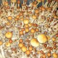 Псилоцибиновые (галлюциногенные)  грибы Psilocybin "Golden Teacher"  